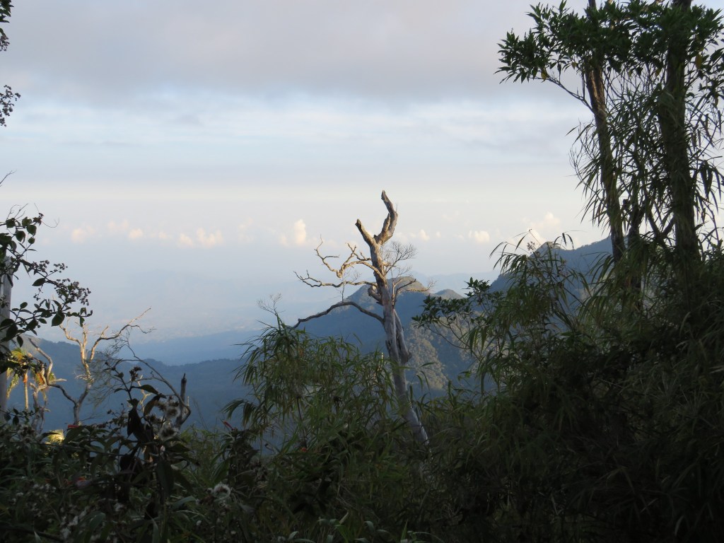 mountains in the distance with tropical plants in the foreground