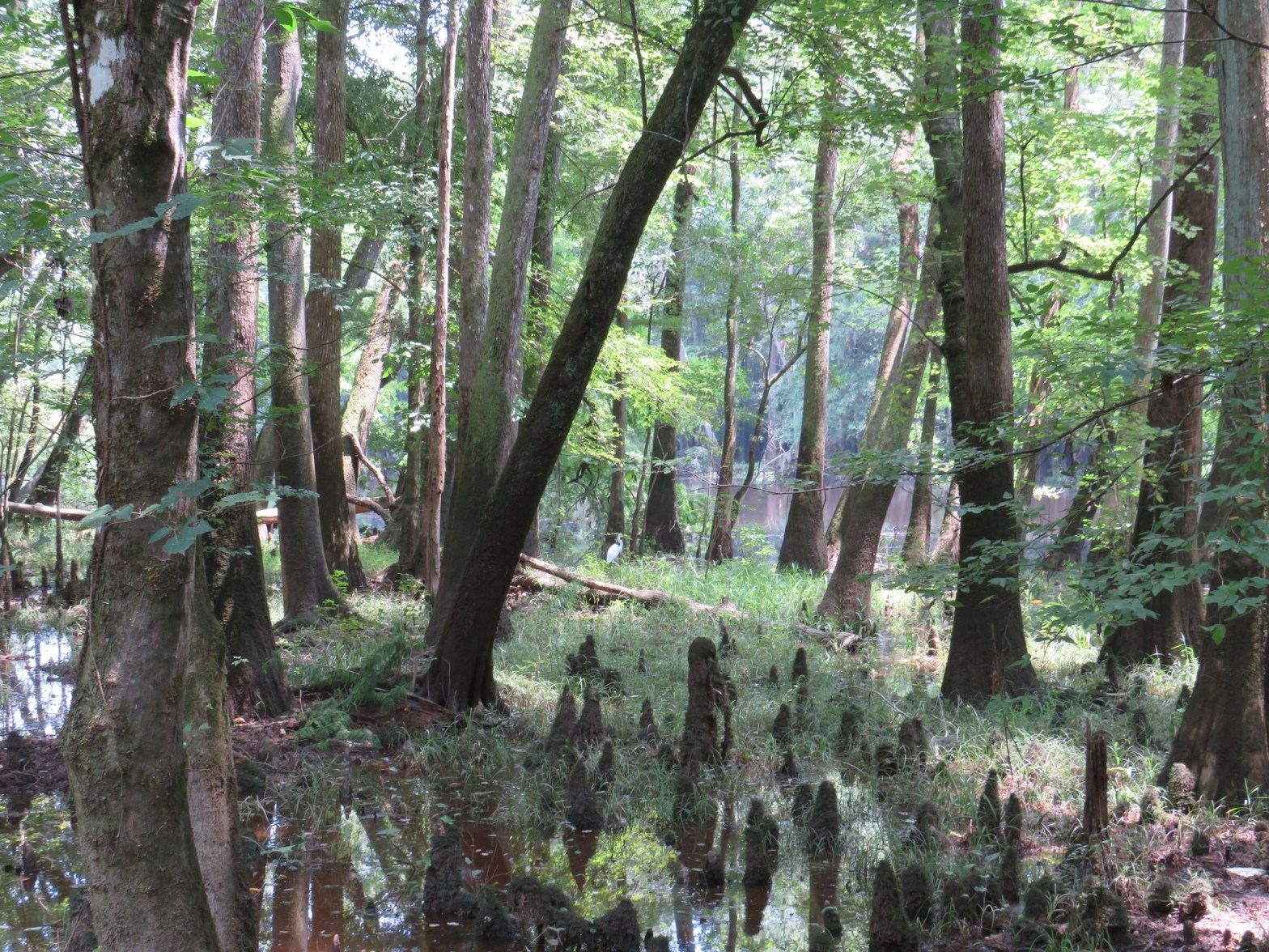 Cyprus trees and their knees (roots that protrude up from the ground as little points) at Congaree National Park